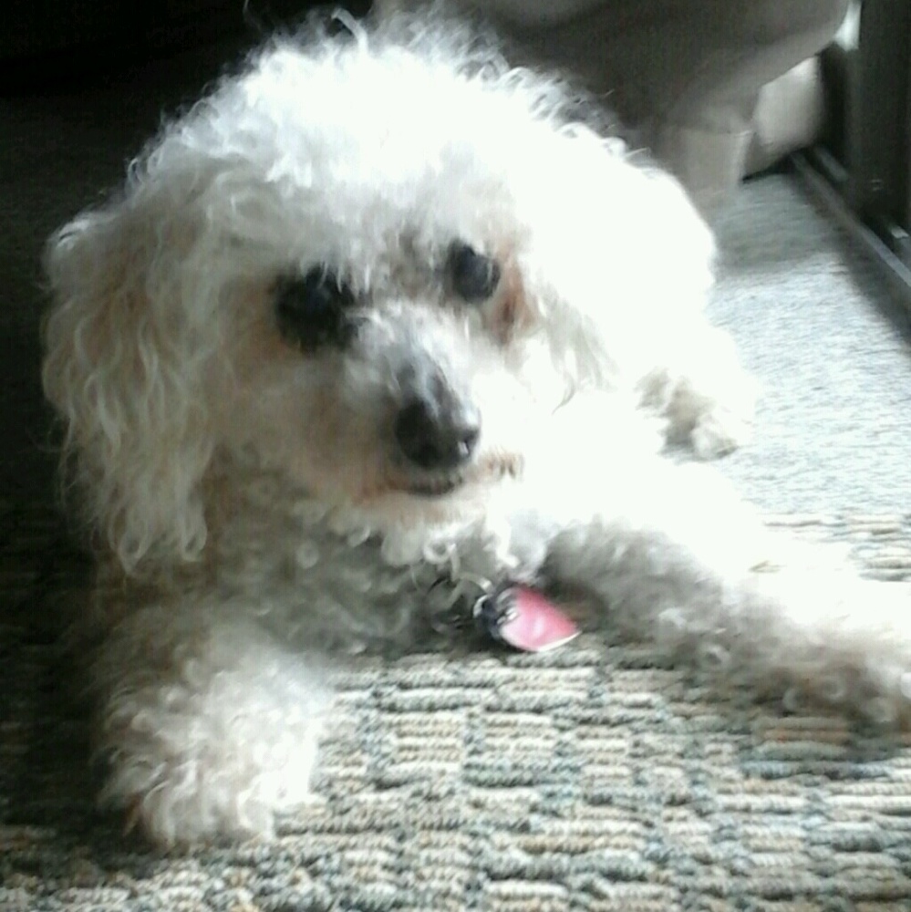 Meet your Posher, Sharon